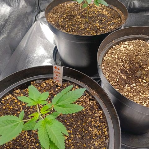 GRC X BBC F2 growlog timeline photo