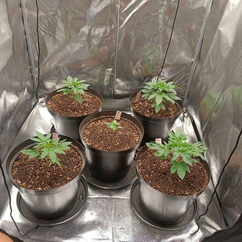 GRC X BBC F2 growlog timeline photo