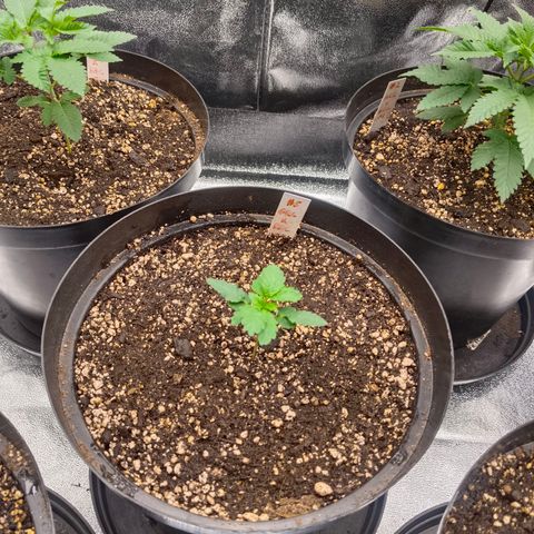 GRC X BBC F2 growlog timeline photo