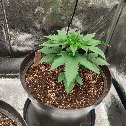 GRC X BBC F2 growlog timeline photo
