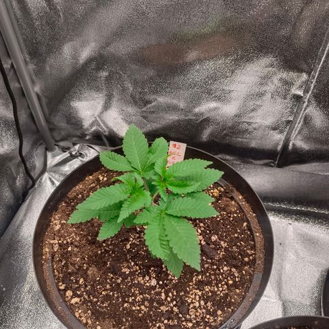GRC X BBC F2 growlog timeline photo