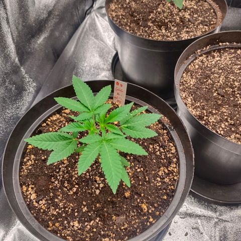 GRC X BBC F2 growlog timeline photo