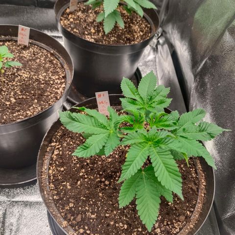 GRC X BBC F2 growlog timeline photo