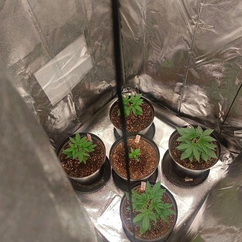 GRC X BBC F2 growlog timeline photo