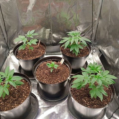 GRC X BBC F2 growlog timeline photo