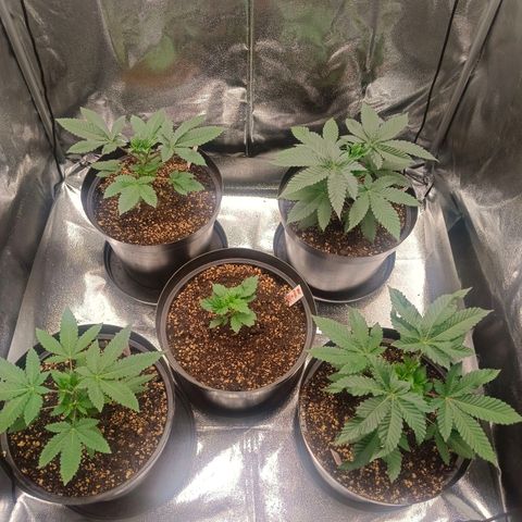 GRC X BBC F2 growlog timeline photo
