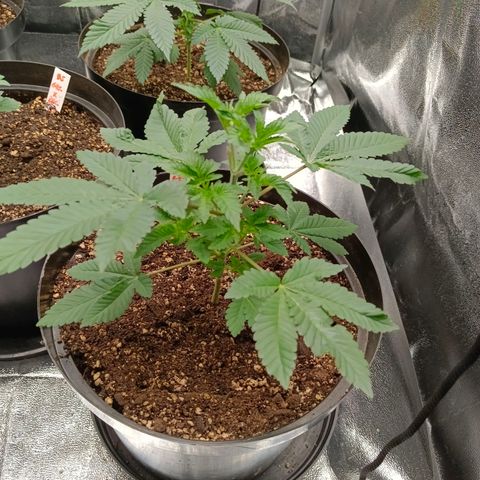 GRC X BBC F2 growlog timeline photo