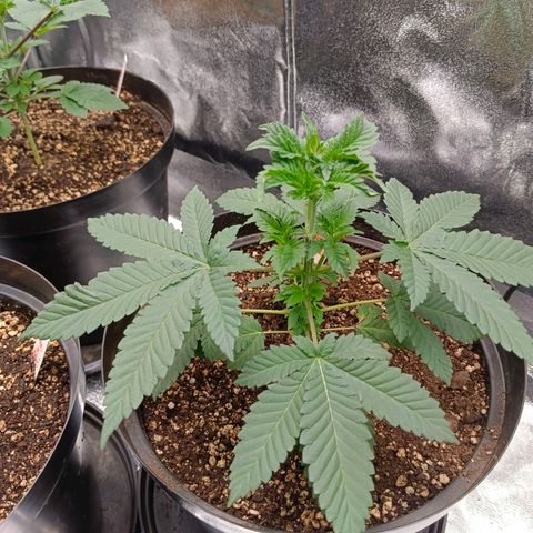 GRC X BBC F2 growlog timeline photo