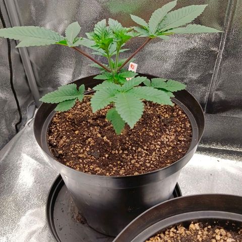 GRC X BBC F2 growlog timeline photo