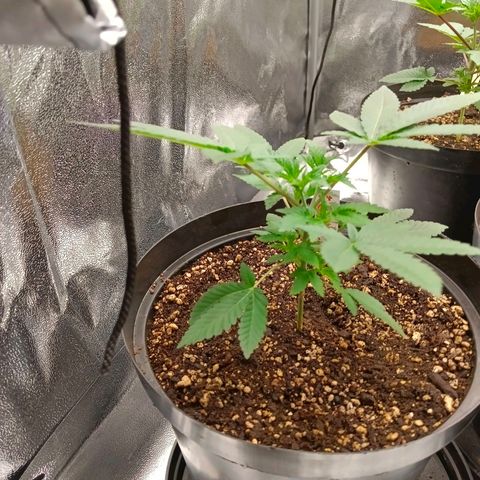 GRC X BBC F2 growlog timeline photo