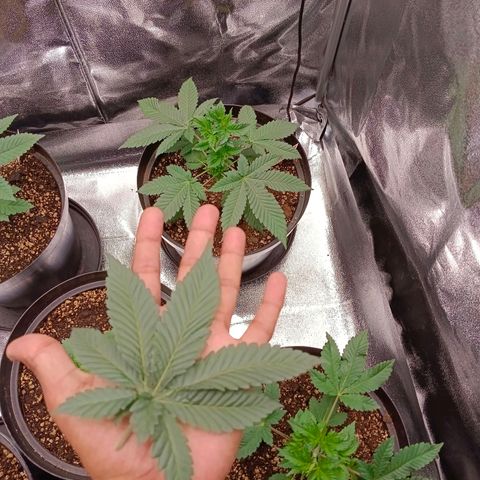 GRC X BBC F2 growlog timeline photo