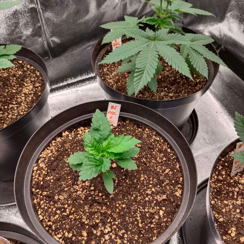 GRC X BBC F2 growlog timeline photo