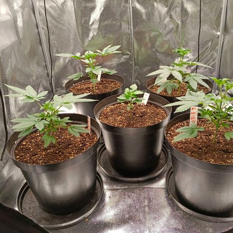 GRC X BBC F2 growlog timeline photo