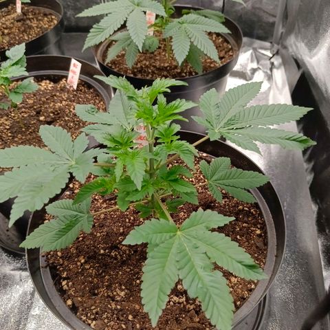 GRC X BBC F2 growlog timeline photo