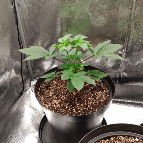 GRC X BBC F2 growlog timeline photo