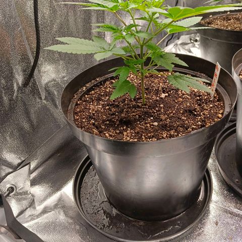 GRC X BBC F2 growlog timeline photo