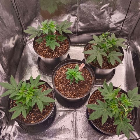GRC X BBC F2 growlog timeline photo