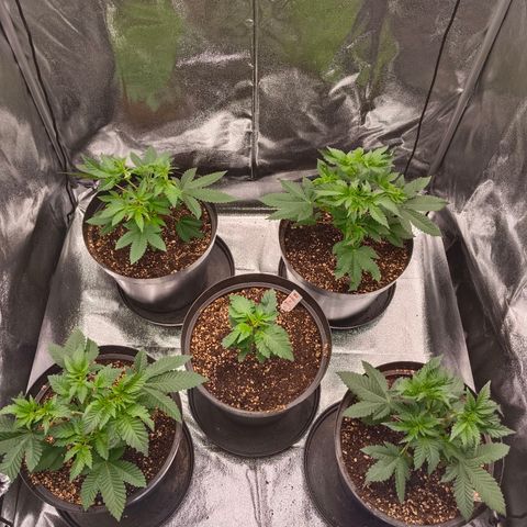 GRC X BBC F2 growlog timeline photo