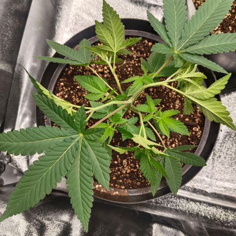 GRC X BBC F2 growlog timeline photo
