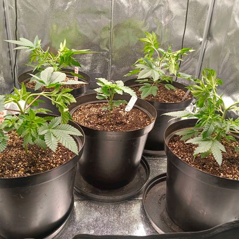 GRC X BBC F2 growlog timeline photo