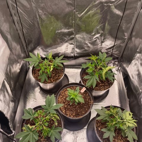 GRC X BBC F2 growlog timeline photo