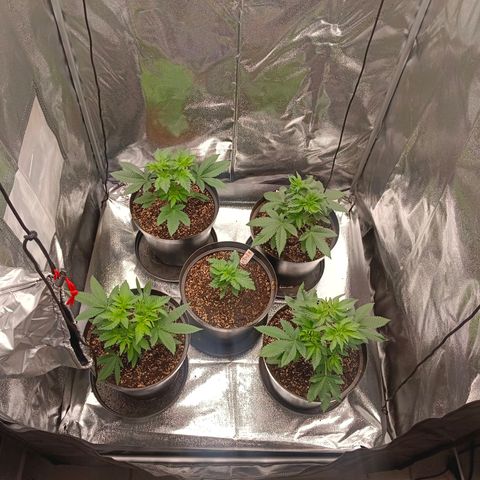 GRC X BBC F2 growlog timeline photo