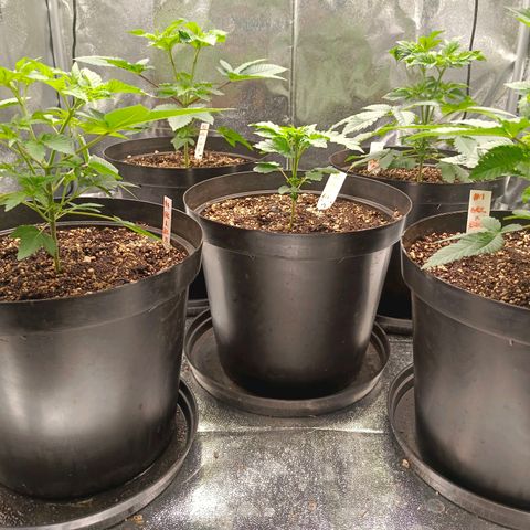 GRC X BBC F2 growlog timeline photo