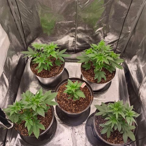 GRC X BBC F2 growlog timeline photo