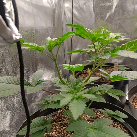 GRC X BBC F2 growlog timeline photo