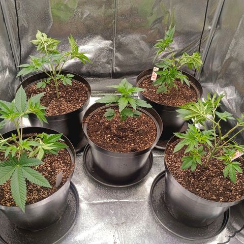 GRC X BBC F2 growlog timeline photo
