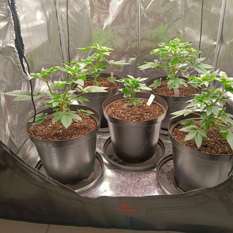 GRC X BBC F2 growlog timeline photo