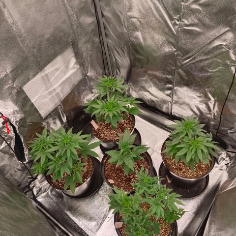 GRC X BBC F2 growlog timeline photo