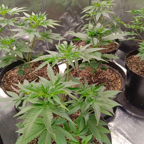 GRC X BBC F2 growlog timeline photo