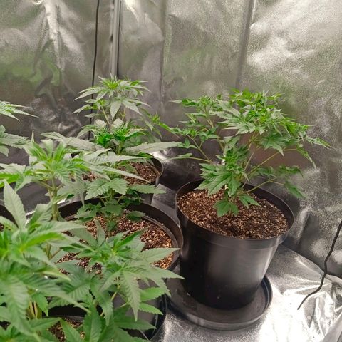 GRC X BBC F2 growlog timeline photo