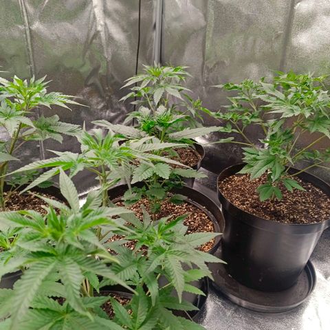 GRC X BBC F2 growlog timeline photo