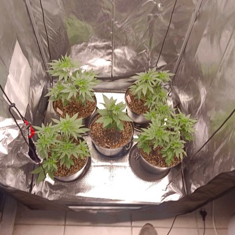 GRC X BBC F2 growlog timeline photo