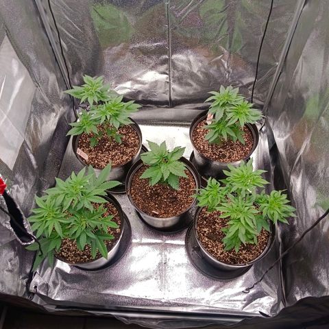 GRC X BBC F2 growlog timeline photo