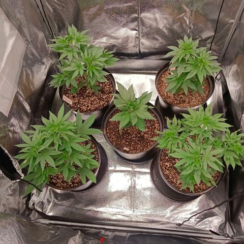 GRC X BBC F2 growlog timeline photo