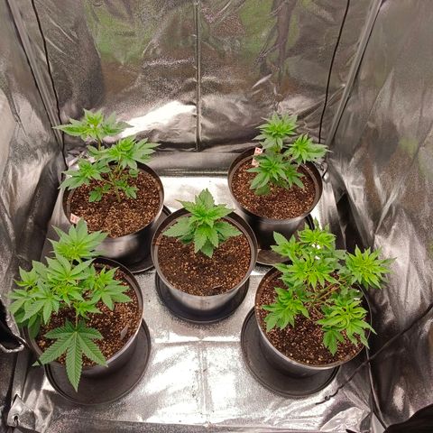 GRC X BBC F2 growlog timeline photo