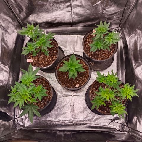 GRC X BBC F2 growlog timeline photo