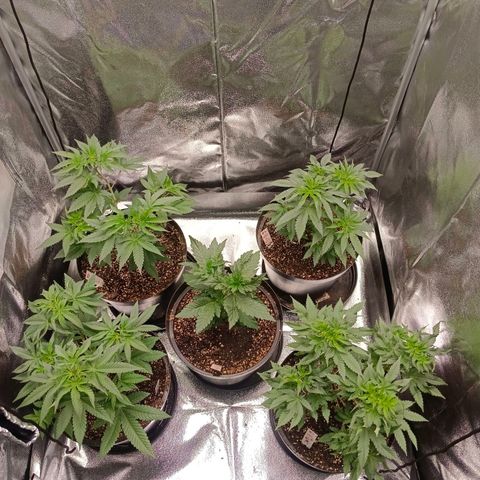 GRC X BBC F2 growlog timeline photo