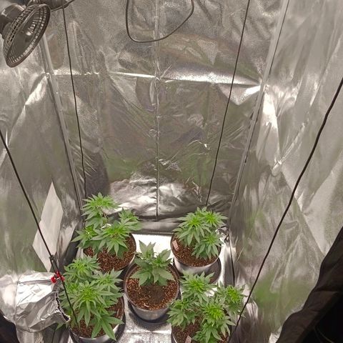 GRC X BBC F2 growlog timeline photo