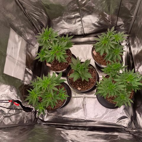 GRC X BBC F2 growlog timeline photo