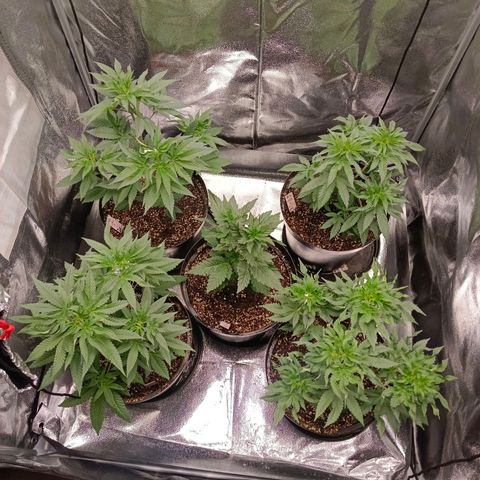 GRC X BBC F2 growlog timeline photo