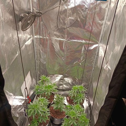 GRC X BBC F2 growlog timeline photo