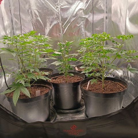 GRC X BBC F2 growlog timeline photo