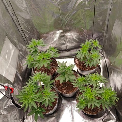 GRC X BBC F2 growlog timeline photo