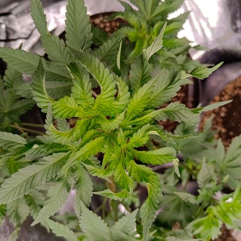 GRC X BBC F2 growlog timeline photo