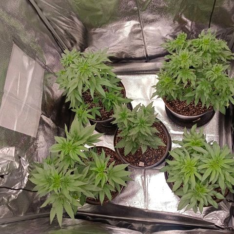 GRC X BBC F2 growlog timeline photo