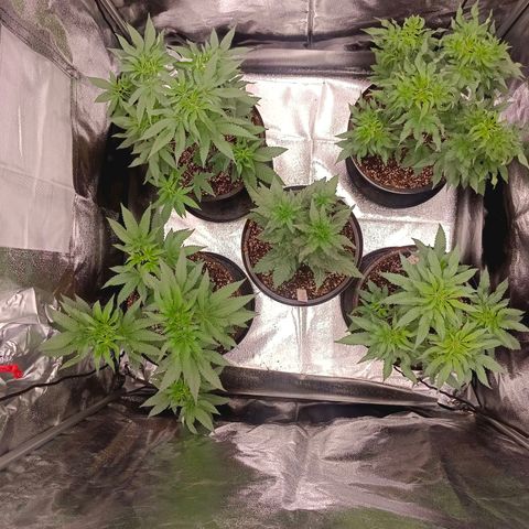 GRC X BBC F2 growlog timeline photo